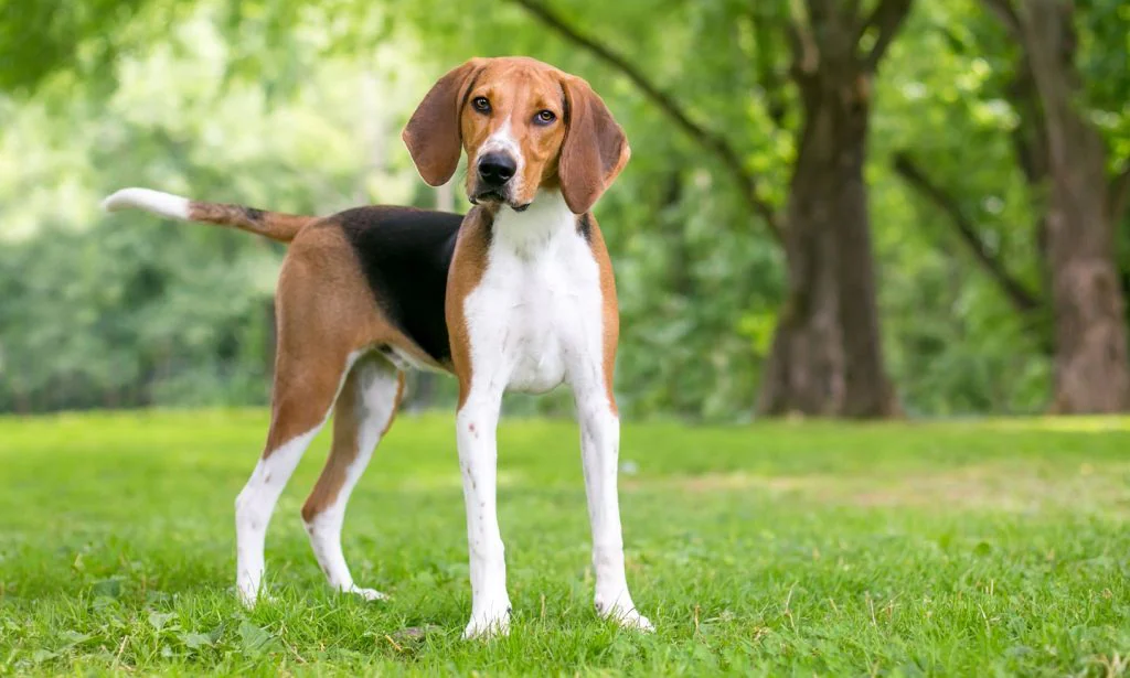 English Foxhound