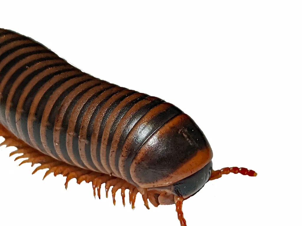 American Giant Millipede