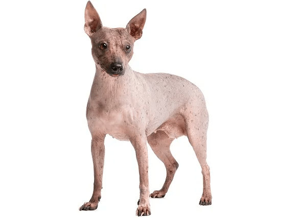 American Hairless Terrier
