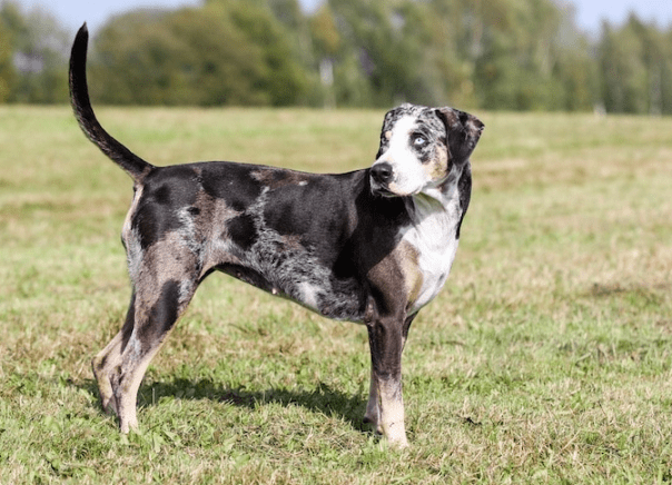 American Leopard Hound
