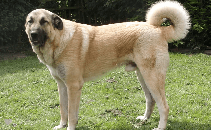 Anatolian Shepherd Dog