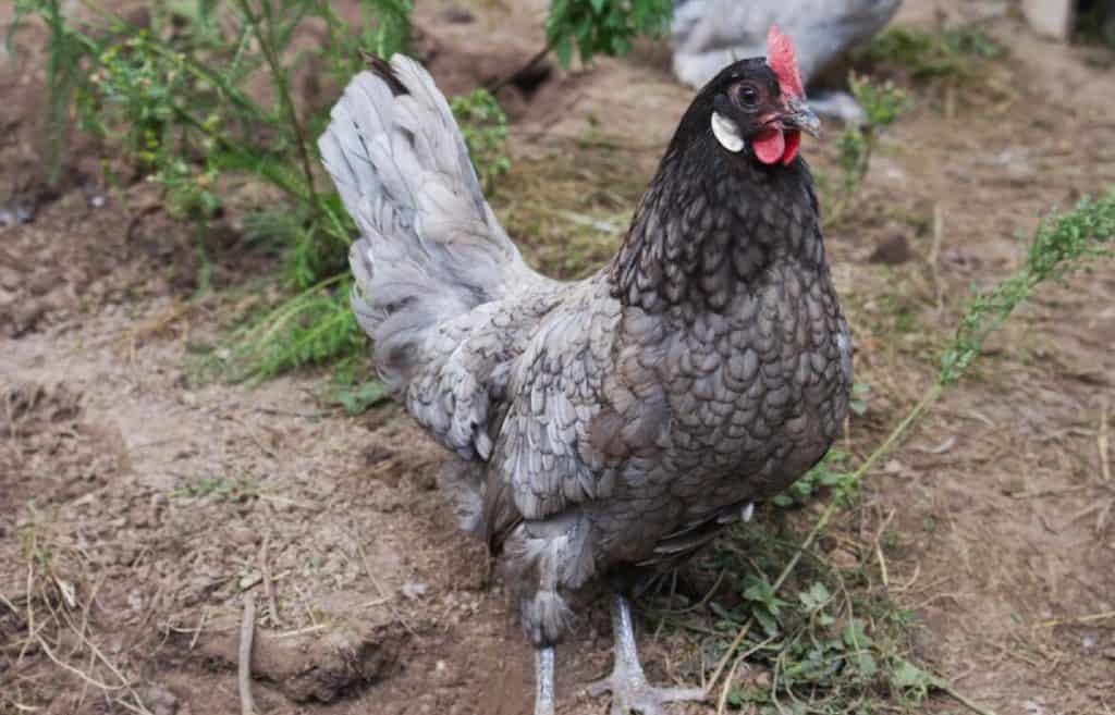 Andalusian Chicken
