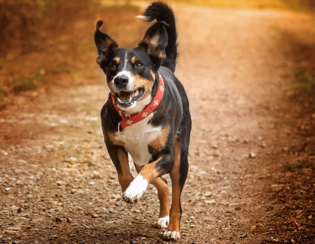 Appenzeller Sennenhund