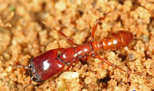 Army Ants