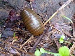 Arthrosphaera magna
