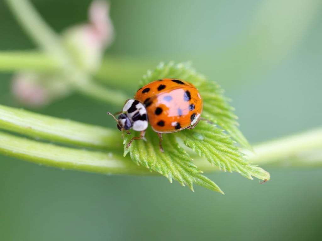 Asian Lady Beetle