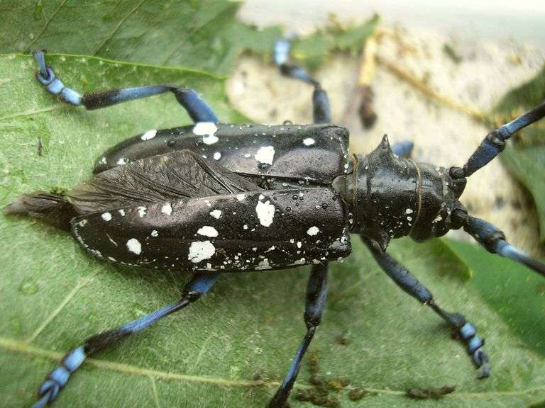Asian Long-Horned Beetle
