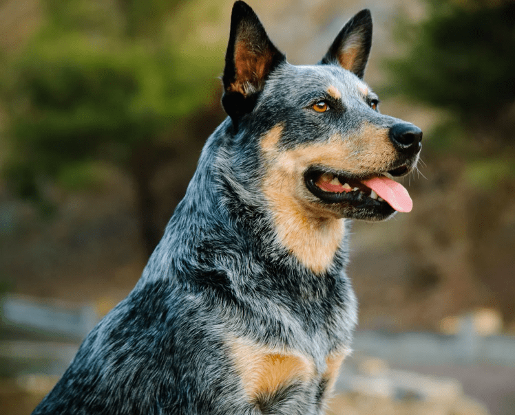 Australian Cattle Dog
