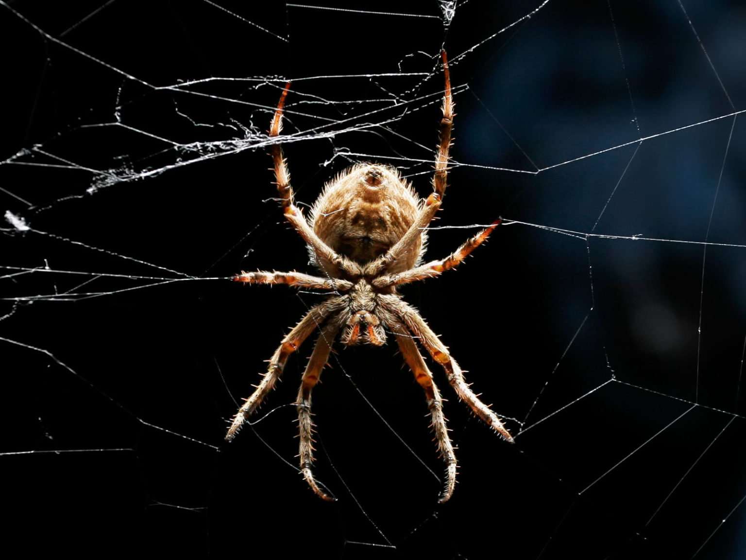 Australian Garden Orb Weaver Spider