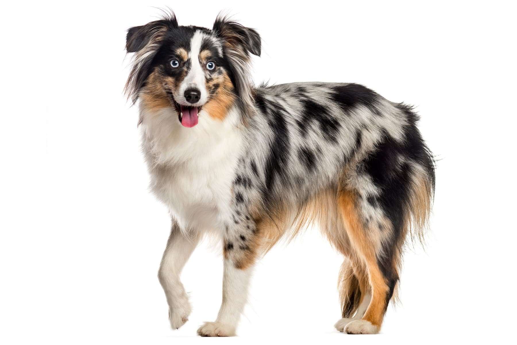 Australian Shepherd