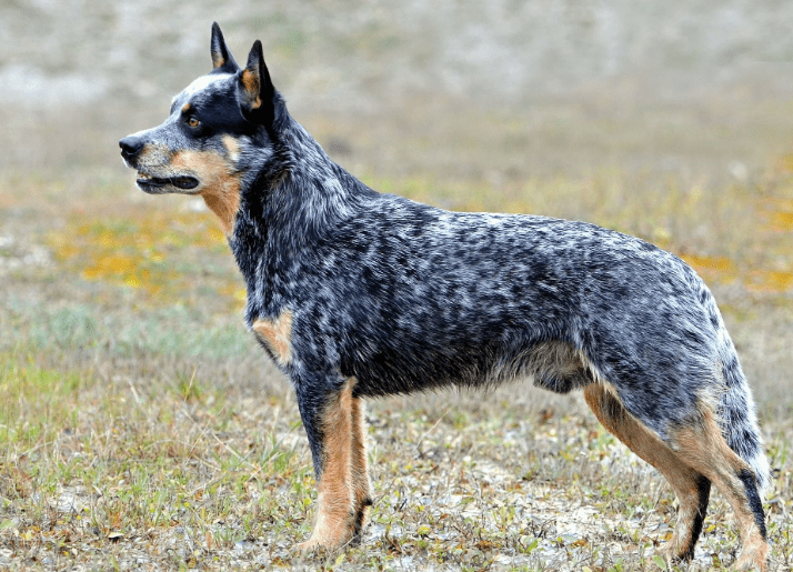 Australian Stumpy Tail Cattle Dog