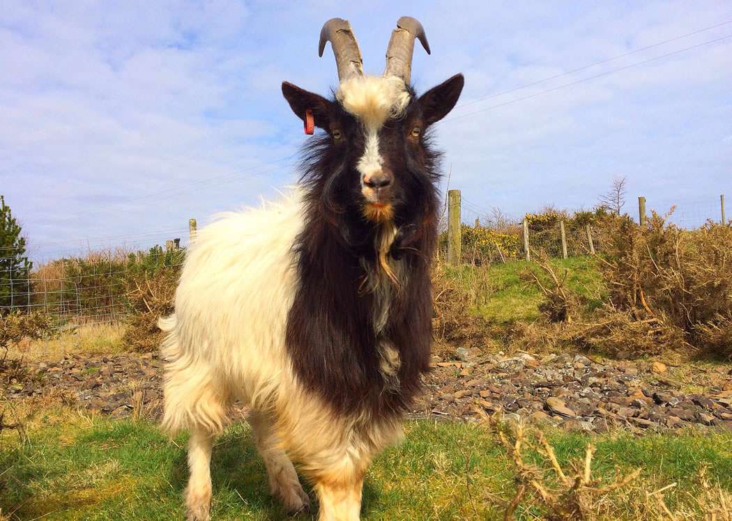 Bagot Goat
