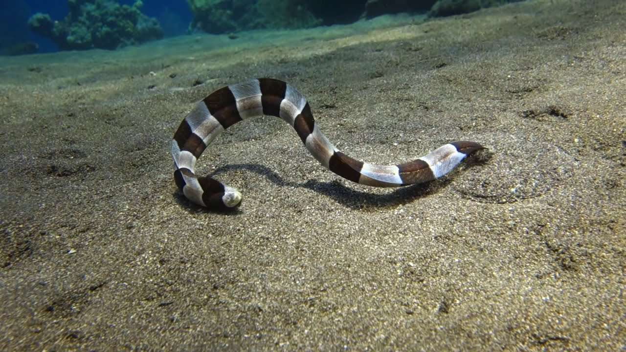 Banded Snake Eel