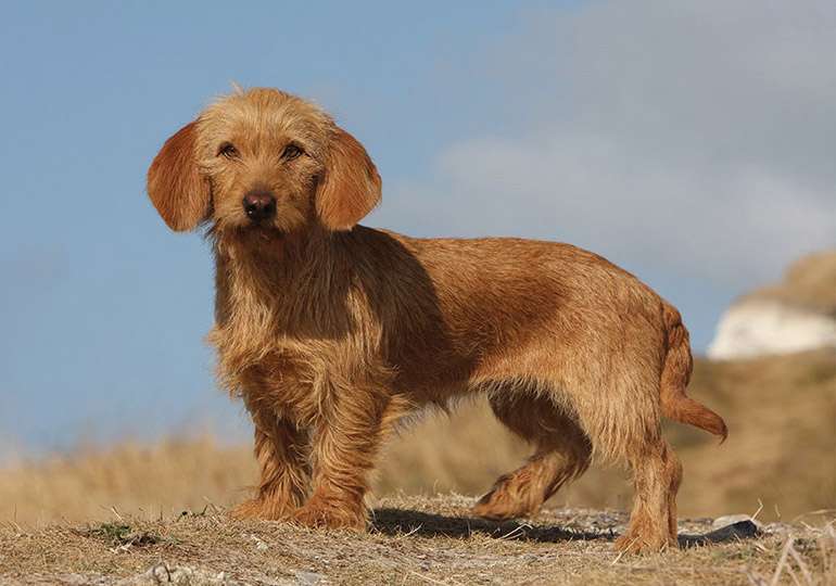 Basset Fauve de Bretagne