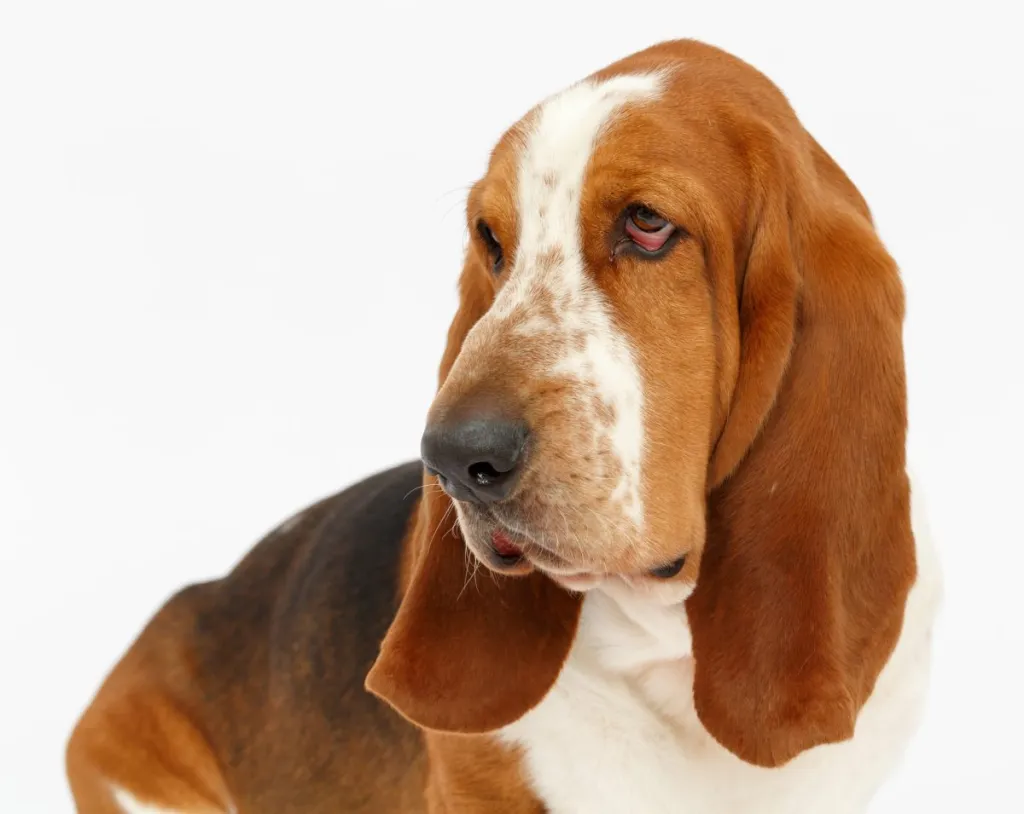 Basset Hound