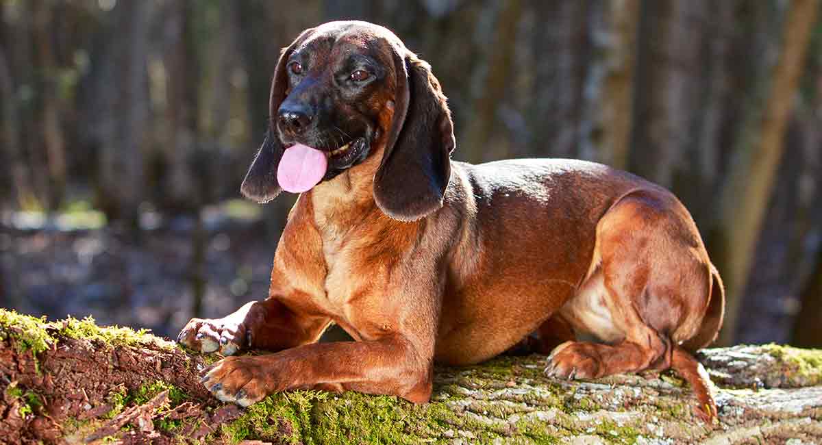 Bavarian Mountain Scent Hound
