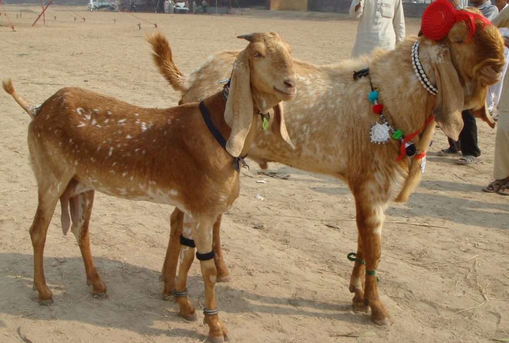 Beetal Goat