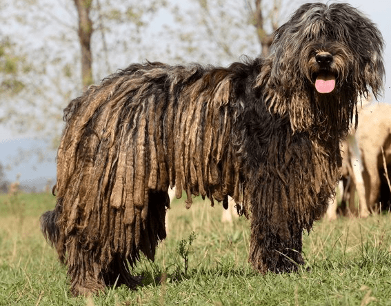 Bergamasco Sheepdog