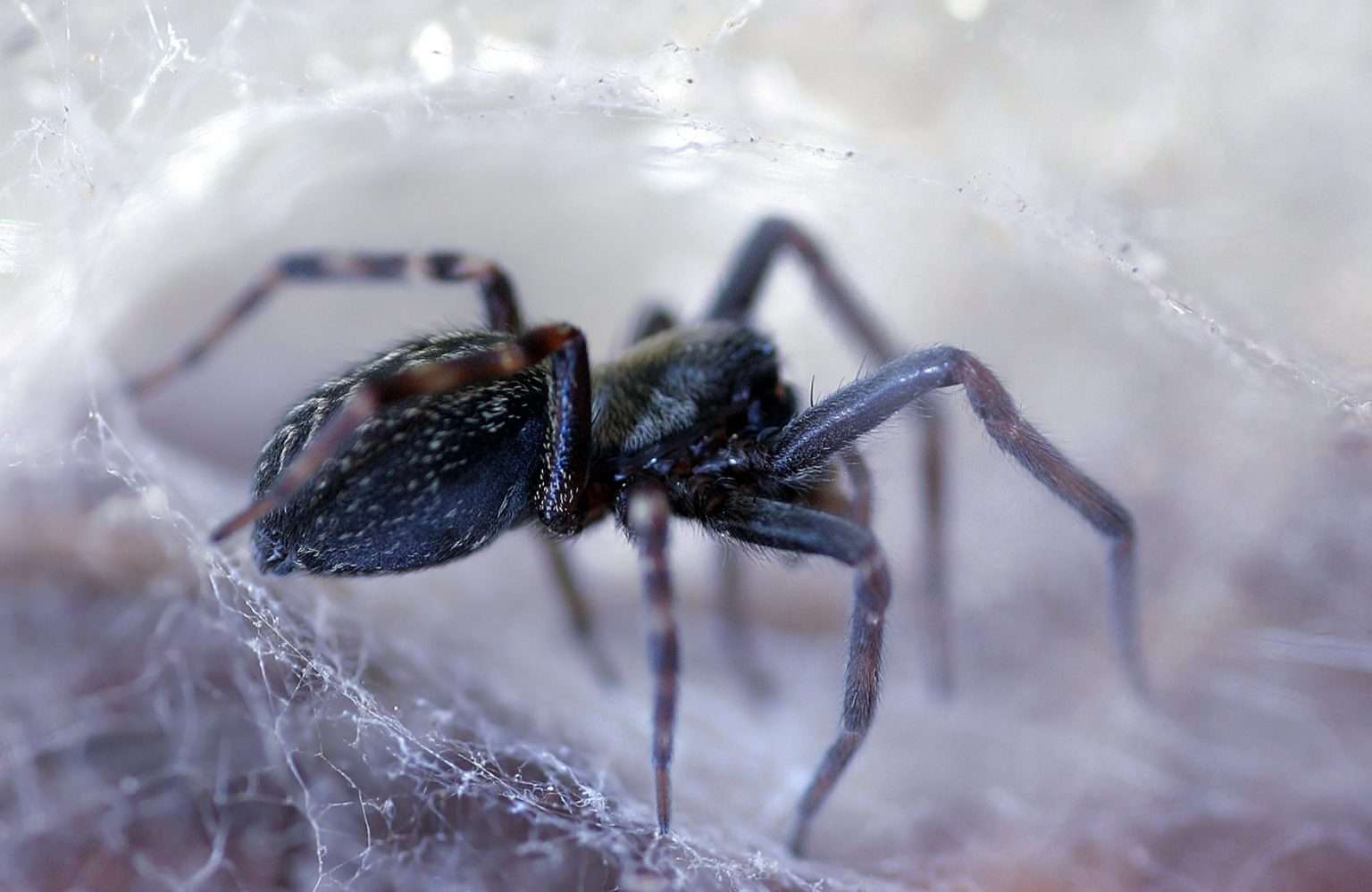 Black House Spider