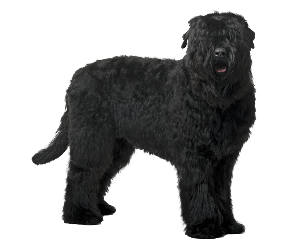 Black Russian Terrier
