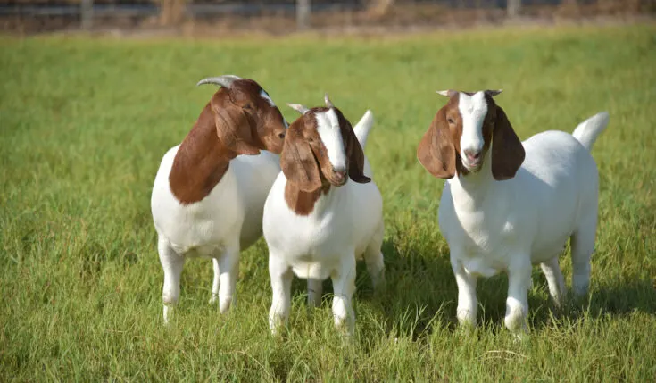 Boer Goat