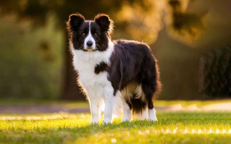 Border Collie