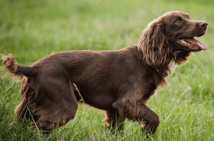 Boykin Spaniel