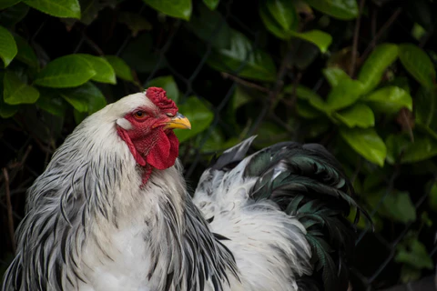 Brahma Chicken