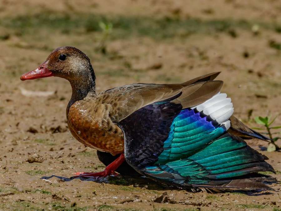 Brazilian Duck
