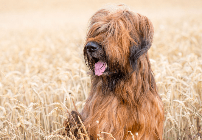 Briard