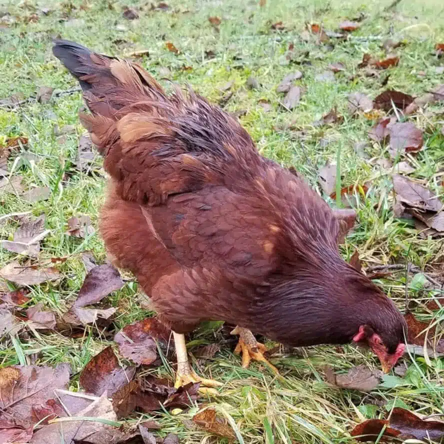 Buckeye Chicken