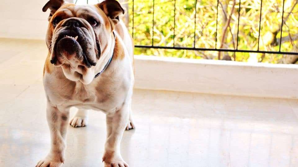 Bulldog