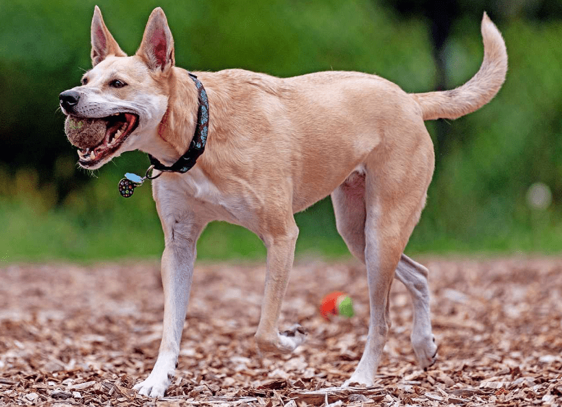 Carolina Dog