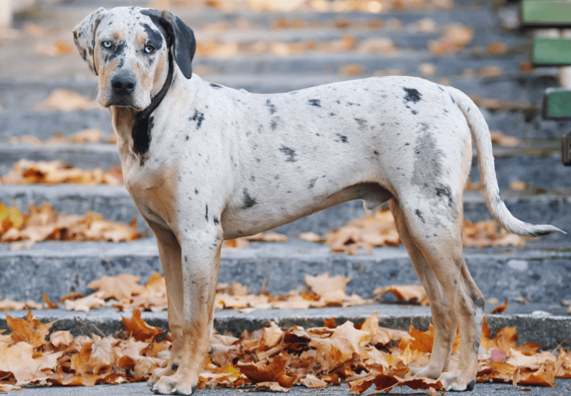 Catahoula Leopard Dog