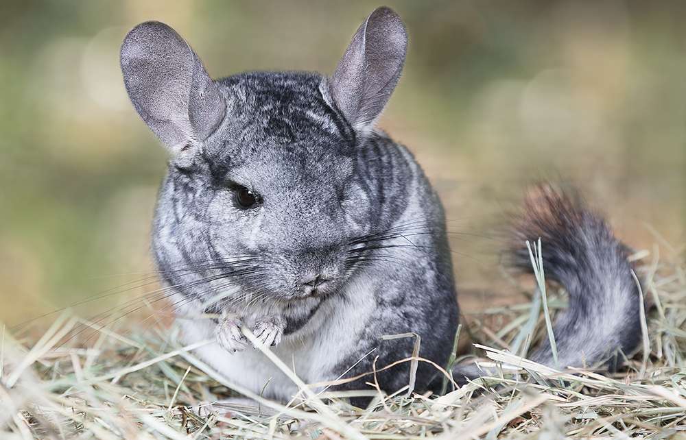 Chinchilla