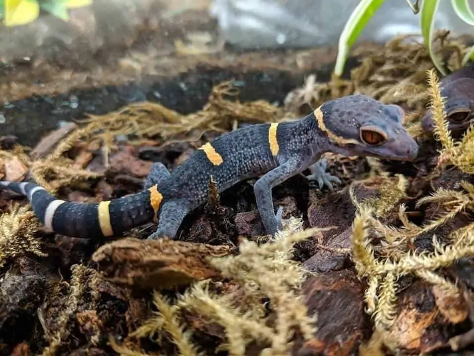 Chinese Cave Gecko