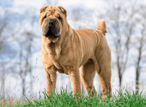 Chinese Shar-Pei