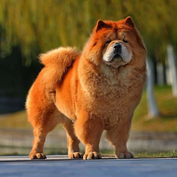 Chow Chow