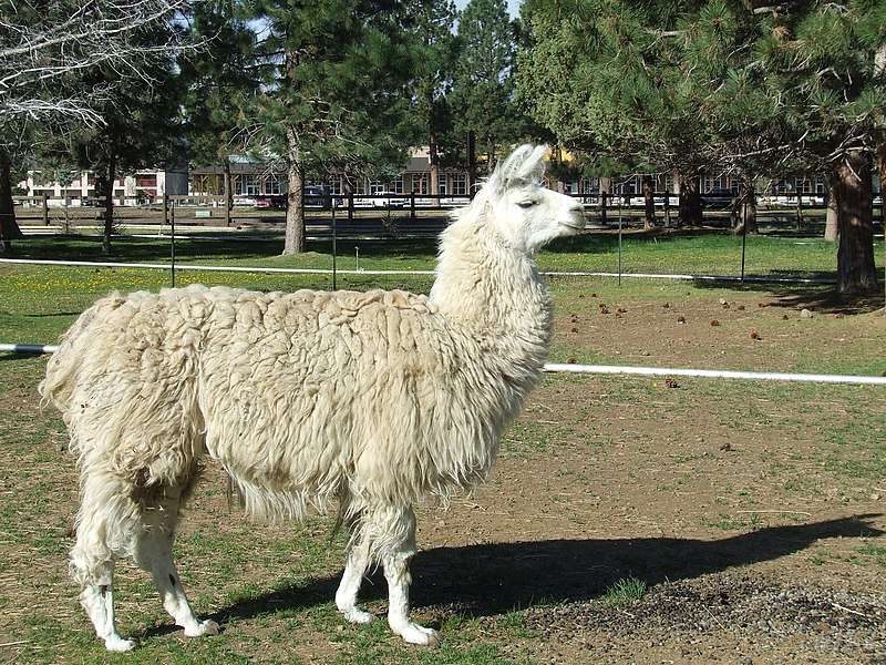Classic Llama