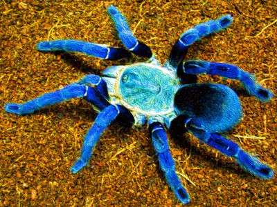 Cobalt Blue Tarantula