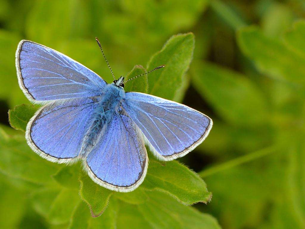 Common Blue Butterfly