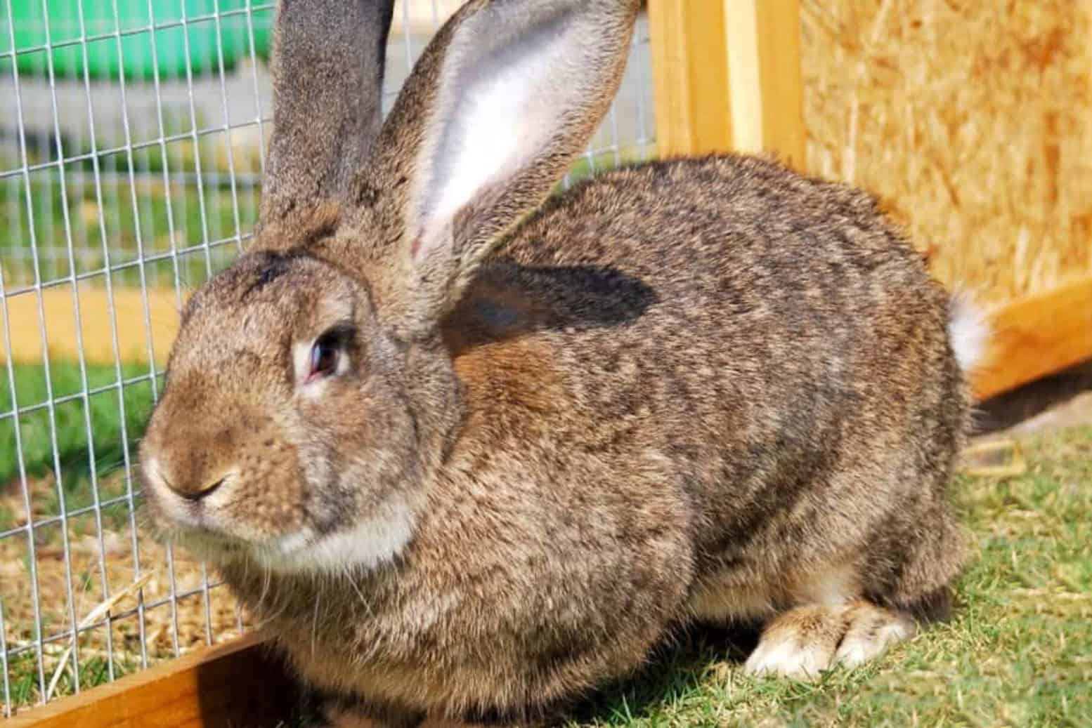 Continental Giant Rabbit