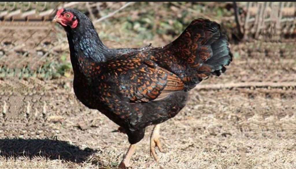 Cornish Chicken