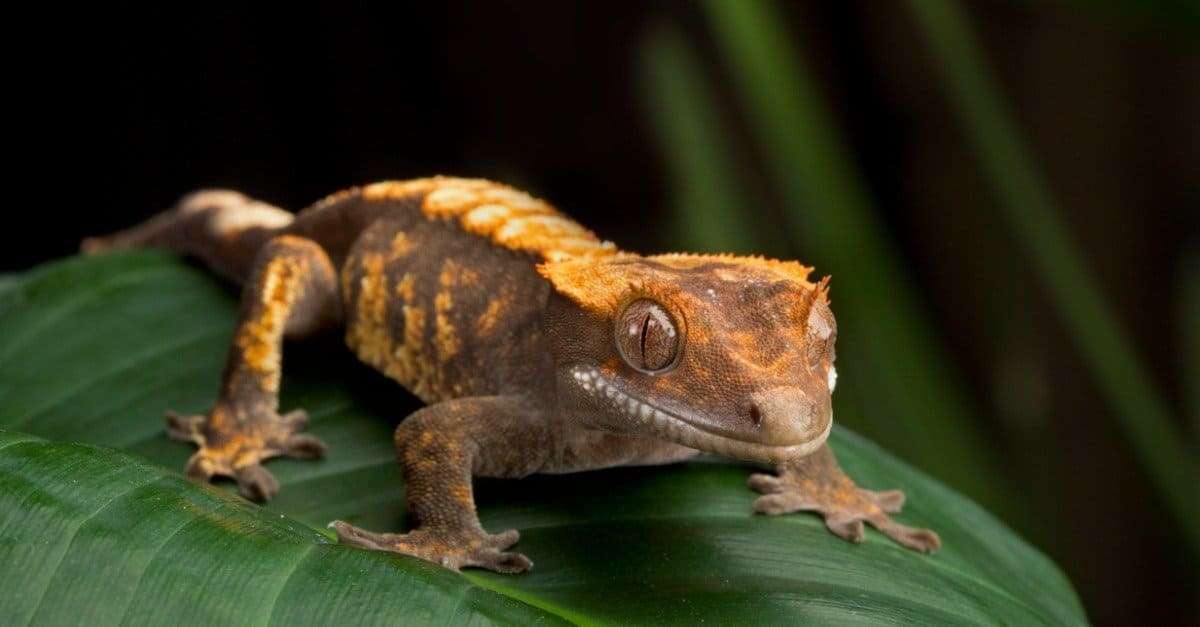 Crested Gecko