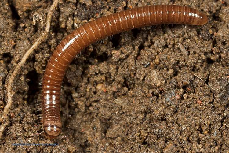 Millipedes