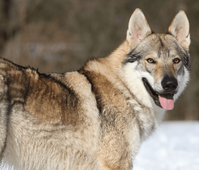 Czechoslovakian Vlcak