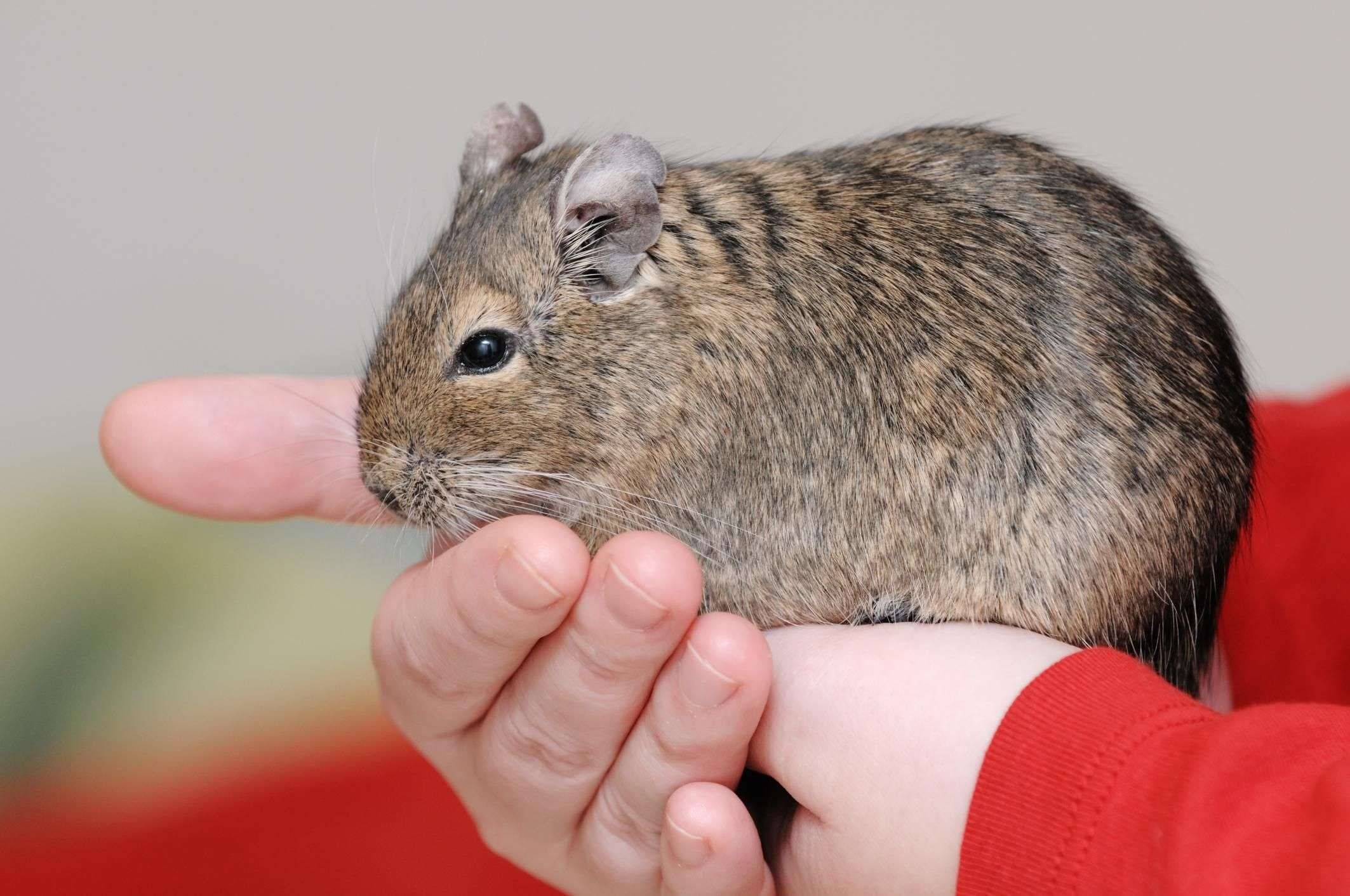 Degu