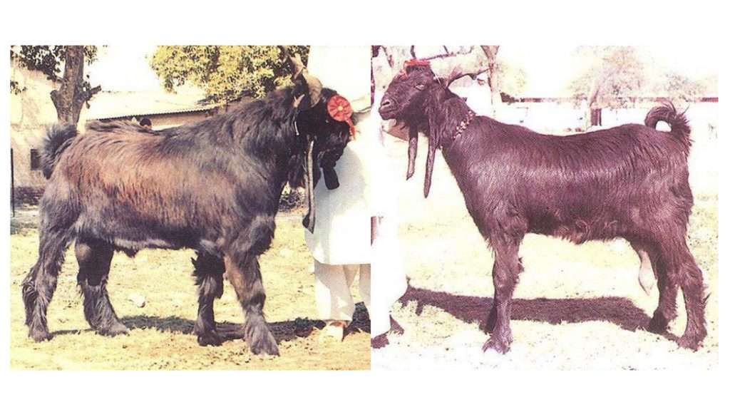 Daera Din Panah Goat