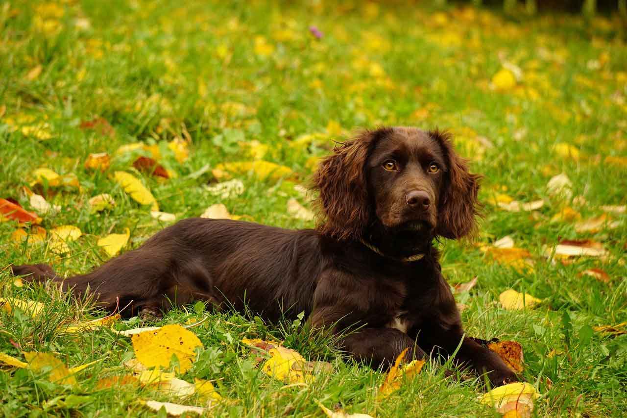 Deutscher Wachtelhund