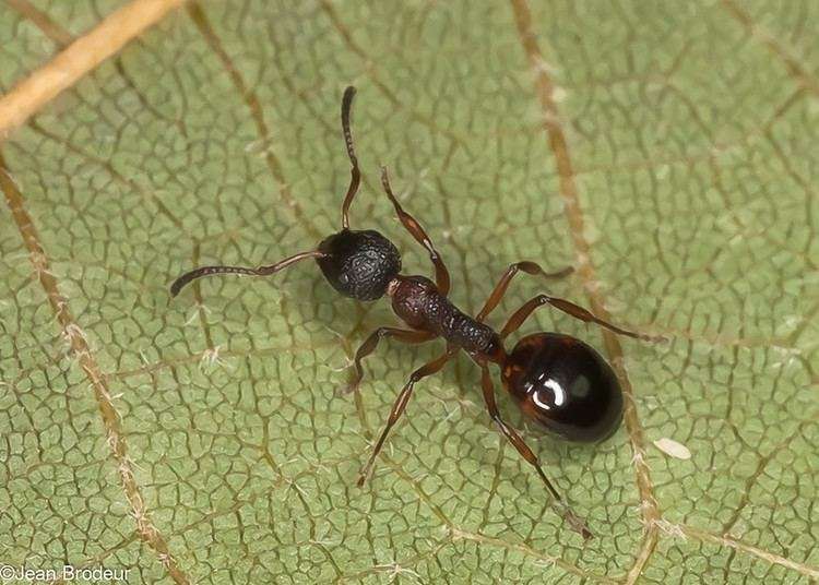 Dolichoderinae